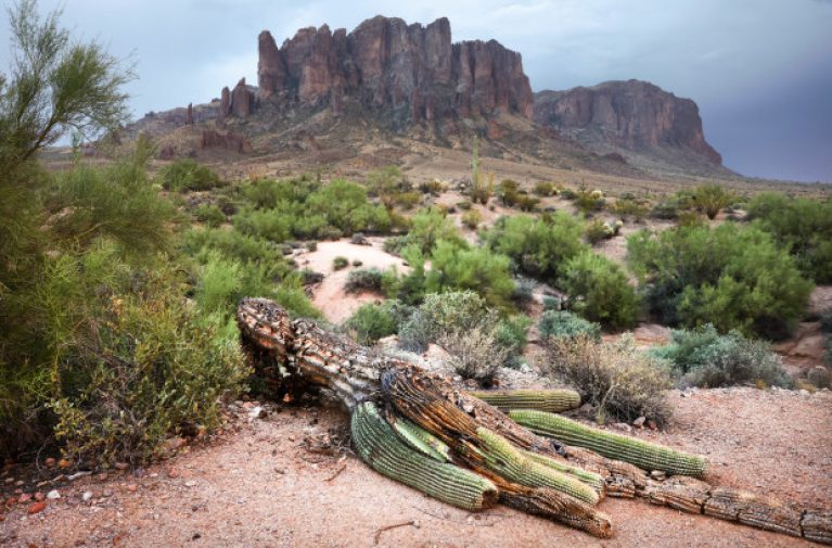 It’s So Hot in Arizona That Giant Cactuses Are Collapsing all-available